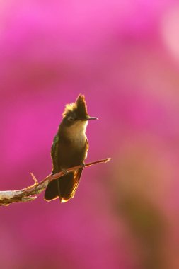 Antillean crested hummingbird (Orthorhyncus cristatus) sitting on a stick, Grenada island, Grenada clipart