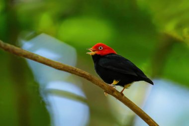 Kosta Rika 'da bir dalda oturan kırmızı başlıklı manakin (Ceratopipra mentalis)