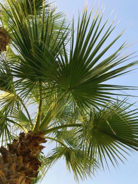 Palmiyeleri ve mavi gökyüzü olan tropik bir arka plan. Mavi arka planda Green Palms yaprakları. Kopya alanı ile dikey yaz arkaplanı