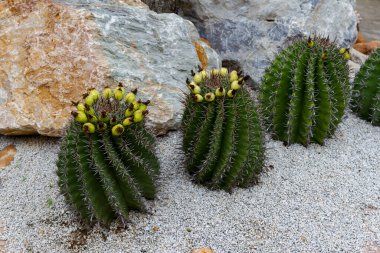Büyük kaktüsler çiçek tarhında sarı renkli çemberin etrafında çiçek açıyor.