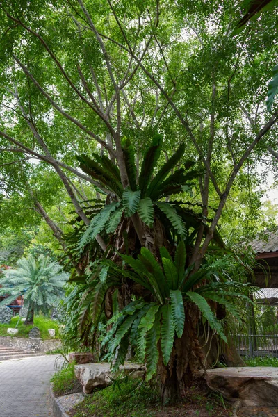 Large orchid leaves on a tropical tree