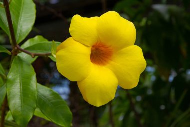 Sarı çiçek tropikal bir ağaçta yakın plan çekimde