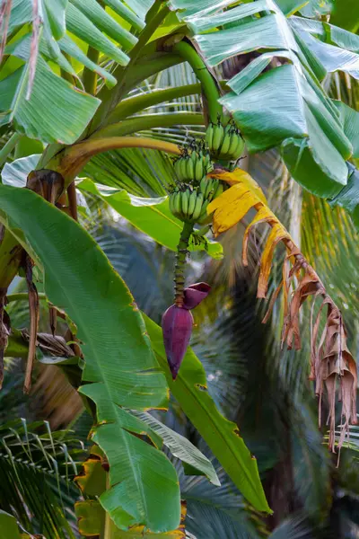 bunch of bananas with flower and dry leaf in the jungle of Thailand