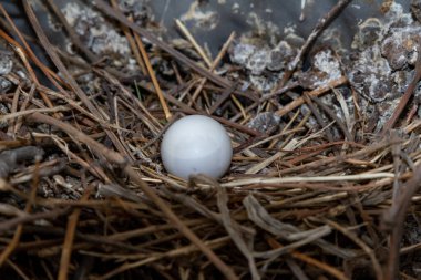 Dal ve dışkı yuvasında güvercin yumurtası