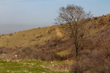 Kum tepeciğinin arka planında kurumuş ağaç var.