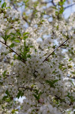 İlkbaharda beyaz çiçeklerle açan kiraz dalı