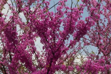 Paskalya için mor çiçeklerle açan Judah ağacı dalı