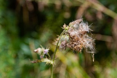 Tohumları bulanık arkaplanda olan devedikeni