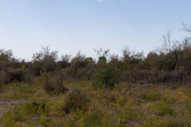 bozkırdaki bitkiler kumda filizlendi.