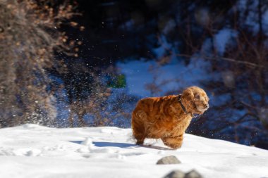 Cocker spaniel, güneşli bir havada beyaz karlar içinde bir kış ormanının arka planında koşuyor.