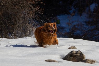 Cocker spaniel, güneşli bir havada beyaz karlar içinde bir kış ormanının arka planında koşuyor.