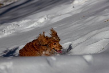 İngiliz cocker spaniel güneşli havada beyaz kar üzerinde koşuyor