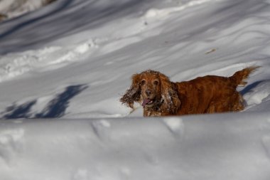 Cocker spaniel dağlarda yürüyüşe çıktı.