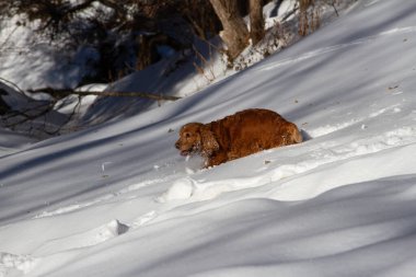 Spaniel dağlarda güneşli bir havada karda yürür.