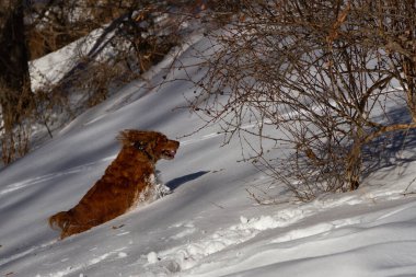 Cocker spaniel dağlarda yürüyüşe çıktı.