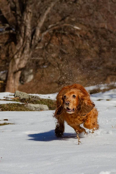 cocker spaniel running through white snow in sunny weather against the backdrop of a winter forest