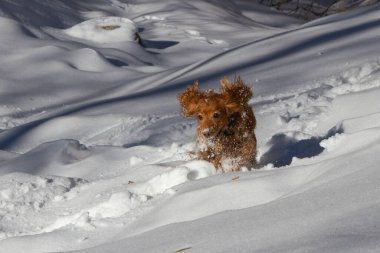 Spaniel beyaz pofuduk karda kış yürüyüşüne çıktı.