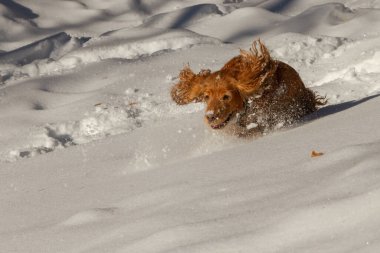 Cocker spaniel dağlarda yürüyüşe çıktı.