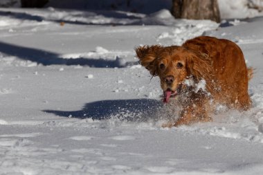 İngiliz cocker spaniel güneşli havada beyaz kar üzerinde koşuyor