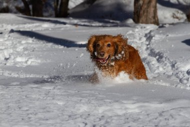 Spaniel beyaz pofuduk karda kış yürüyüşüne çıktı.
