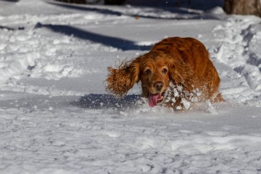 Cocker spaniel dağlarda yürüyüşe çıktı.