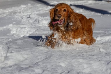 Spaniel beyaz pofuduk karda kış yürüyüşüne çıktı.