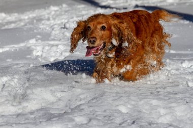 Spaniel dağlarda güneşli bir havada karda yürür.
