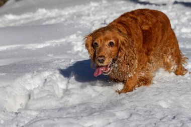 Spaniel beyaz pofuduk karda kış yürüyüşüne çıktı.