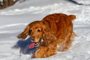 Cocker spaniel dağlarda yürüyüşe çıktı.