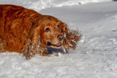Spaniel dağlarda güneşli bir havada karda yürür.