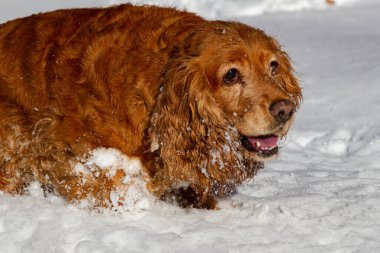 Spaniel beyaz pofuduk karda kış yürüyüşüne çıktı.