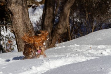 Spaniel dağlarda güneşli bir havada karda yürür.