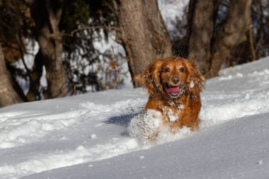 Cocker spaniel, güneşli bir havada beyaz karlar içinde bir kış ormanının arka planında koşuyor.