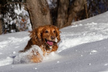 Spaniel beyaz pofuduk karda kış yürüyüşüne çıktı.