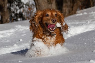 Cocker spaniel dağlarda yürüyüşe çıktı.
