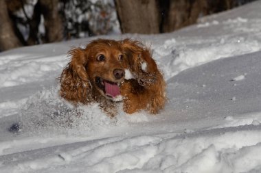 Spaniel dağlarda güneşli bir havada karda yürür.