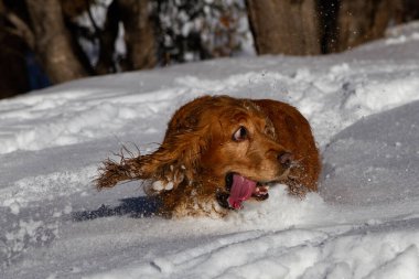 Spaniel beyaz pofuduk karda kış yürüyüşüne çıktı.