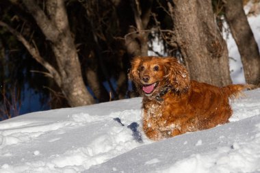 İngiliz cocker spaniel güneşli havada beyaz kar üzerinde koşuyor