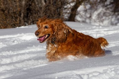 İngiliz cocker spaniel güneşli havada beyaz kar üzerinde koşuyor