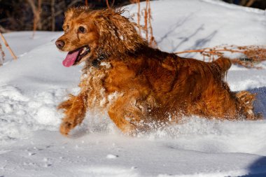 İngiliz cocker spaniel güneşli havada beyaz kar üzerinde koşuyor