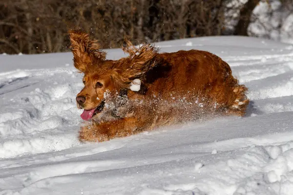 Spaniel dağlarda güneşli bir havada karda yürür.