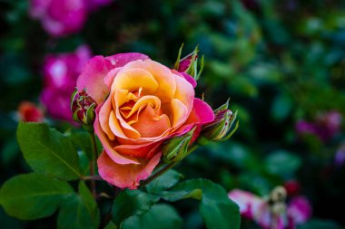 Çiçek açan güzel kokulu gül. Washington Park Gül Bahçesi, Portland, Oregon