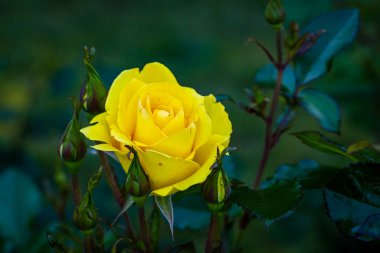 Çiçek açan güzel kokulu gül. Washington Park Gül Bahçesi, Portland, Oregon