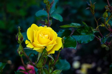 Çiçek açan güzel kokulu gül. Washington Park Gül Bahçesi, Portland, Oregon