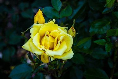 Çiçek açan güzel kokulu gül. Washington Park Gül Bahçesi, Portland, Oregon