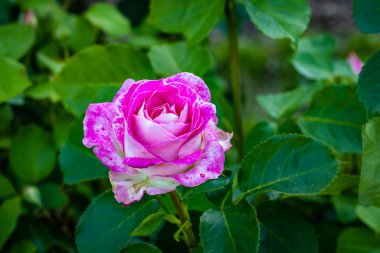 Çiçek açan güzel kokulu gül. Washington Park Gül Bahçesi, Portland, Oregon