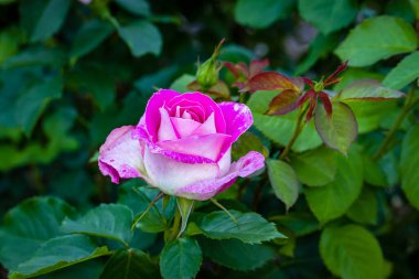 Çiçek açan güzel kokulu gül. Washington Park Gül Bahçesi, Portland, Oregon