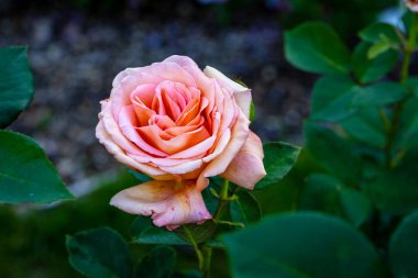 Çiçek açan güzel kokulu gül. Washington Park Gül Bahçesi, Portland, Oregon