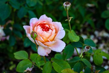 Çiçek açan güzel kokulu gül. Washington Park Gül Bahçesi, Portland, Oregon