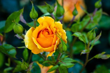 Çiçek açan güzel kokulu gül. Washington Park Gül Bahçesi, Portland, Oregon